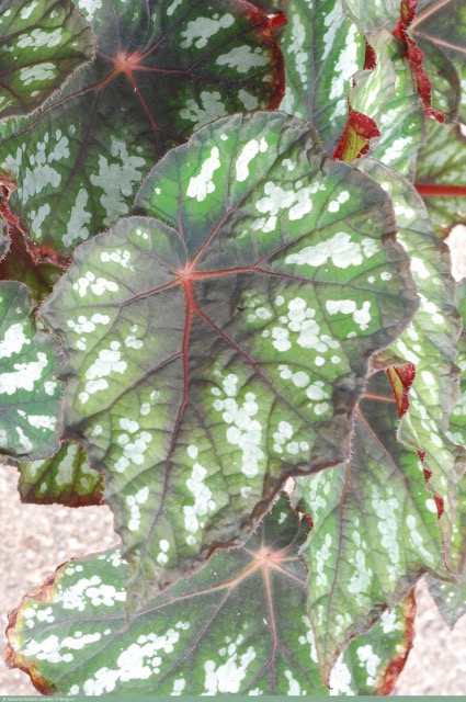 B. ‘Bosnie’